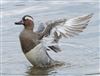 Photo of Garganey at Titchfield Haven, Hampshire. Taken by Darryl Gorman on 6th May 2026.