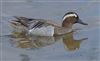 Photo of Garganey at Titchfield Haven, Hampshire. Taken by Darryl Gorman on 6th May 2026.