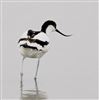 Photo of Avocet at Titchfield Haven, Hampshire. Taken by Mark Francis on 11th June 2026.