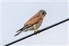 Photo of Kestrel at Romsey, Hampshire. Taken by Andy Tew on 1st June 2026.
