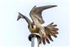 Photo of Peregrine. Taken by Andy Tew.