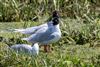 Photo of Mediterranean Gull at Hayling Island (North), Hampshire. Taken by Andy Tew on 13th June 2026.