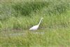 Great White Egret at Posbrook Floods, Hampshire. Photographed by Glyn Hiscock on 15th June 2026.