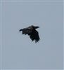 Photo of White-tailed Eagle at Fishlake Meadows, Hampshire. Taken by Tony Fagan on 17th June 2026.