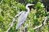 Grey Heron at Eyeworth Pond, Hampshire. Photographed by John Coates on 19th June 2026.