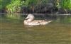 Photo of Mandarin Duck at Eyeworth Pond, Hampshire. Taken by John Coates on 19th June 2026.