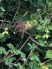 Photo of Cetti's Warbler at Fishlake Meadows, Hampshire. Taken by Simon Powell on 2nd June 2026.
