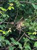 Photo of Cetti's Warbler at Fishlake Meadows, Hampshire. Taken by Simon Powell on 2nd June 2026.