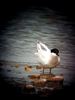 Photo of Roseate Tern at Normandy Marsh/Lagoon, Hampshire. Taken by Gillian Thornton on 23rd June 2026.