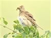 Photo of Skylark at Martin Down, Hampshire. Taken by Michael Lomax on 27th June 2026.