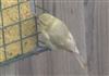 Photo of Blue Tit at Whitehill, Hampshire. Taken by Mike Lawn on 27th June 2026.