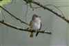 Photo of Spotted Flycatcher at Pig Bush, NF, Hampshire. Taken by Andy Tew on 5th June 2026.