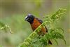 Photo of Redstart at Pig Bush, NF, Hampshire. Taken by Andy Tew on 5th June 2026.