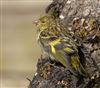 Photo of Siskin at Whiteley, Hampshire. Taken by Darryl Gorman on 6th June 2026.