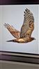 Photo of Goshawk at Titchfield Haven, Hampshire. Taken by Darryl Gorman on 17th July 2026.