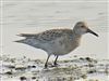 Photo of Pectoral Sandpiper at Fishtail Lagoon, Keyhaven Marsh, Hampshire. Taken by Michael Lomax on 18th July 2026.