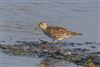 Photo of Pectoral Sandpiper at Fishtail Lagoon, Keyhaven Marsh, Hampshire. Taken by Andy Tew on 18th July 2026.