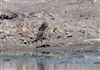 Photo of Pectoral Sandpiper at Keyhaven Lagoon, Hampshire. Taken by Tomasz Doron on 19th July 2026.