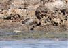 Photo of Pectoral Sandpiper at Keyhaven Lagoon, Hampshire. Taken by Tomasz Doron on 19th July 2026.