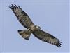 Photo of Buzzard at Southampton Common, Hampshire. Taken by Paul Winter on 21st July 2026.