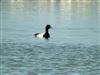 Photo of Greater Scaup at Hayling Oyster Beds (W Hayling LNR), Hampshire. Taken by Gary Fennemore on 22nd July 2026.