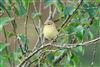 Photo of Willow Warbler at Pennington Common, Hampshire. Taken by Andy Tew on 25th July 2026.