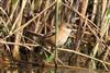 Photo of Bearded Tit at Fishtail Lagoon, Keyhaven Marsh, Hampshire. Taken by Andy Tew on 25th July 2026.