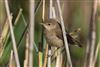 Photo of Reed Warbler at Fishtail Lagoon, Keyhaven Marsh, Hampshire. Taken by Andy Tew on 25th July 2026.