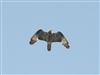 Photo of Honey-buzzard. Taken by Will Morley.