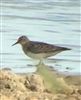 Photo of Temminck's Stint at Farlington Marshes, Hampshire. Taken by Tim Doran on 5th July 2026.