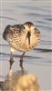 Photo of White-rumped Sandpiper at Farlington Marshes, Hampshire. Taken by Tim Doran on 26th June 2026.