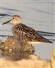 Photo of White-rumped Sandpiper at Farlington Marshes, Hampshire. Taken by Tim Doran on 26th June 2026.