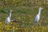 Photo of Cattle Egret at Lower Pennington Lane, Hampshire. Taken by Andy Tew on 9th July 2026.