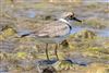 Photo of Little Ringed Plover at Fishtail Lagoon, Keyhaven Marsh, Hampshire. Taken by Andy Tew on 9th July 2026.