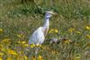 Photo of Cattle Egret at Lower Pennington Lane, Hampshire. Taken by Andy Tew on 9th July 2026.