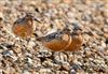 Photo of Knot at Hill Head, Hampshire. Taken by Darryl Gorman on 1st August 2026.