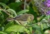 Photo of Willow Warbler at Romsey, Hampshire. Taken by Andy Tew on 12th August 2026.