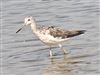 Photo of Greenshank at Normandy Marsh/Lagoon, Hampshire. Taken by Michael Lomax on 14th August 2026.