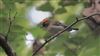Photo of Firecrest at Oxleys Coppice, Fareham, Hampshire. Taken by Mark Rolfe on 15th August 2026.