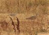 Photo of Eurasian Whimbrel at Lower Pennington Lane, Hampshire. Taken by Tomasz Doron on 16th August 2026.