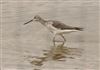 Photo of Greenshank at Normandy Marsh/Lagoon, Hampshire. Taken by Tomasz Doron on 16th August 2026.