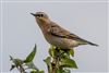 Photo of Wheatear at Workman's Lane, Hook-with-Warsash, Hampshire. Taken by Andy Tew on 20th August 2026.