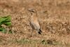 Photo of Wheatear at Workman's Lane, Hook-with-Warsash, Hampshire. Taken by Andy Tew on 20th August 2026.