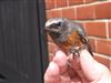 Photo of Redstart at Lee (Nursling), Hampshire. Taken by Greg Alexander on 20th August 2026.