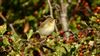 Photo of Willow Warbler at Ranvilles Lane, Hampshire. Taken by Mark Rolfe on 22nd August 2026.