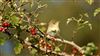 Photo of Willow Warbler at Ranvilles Lane, Hampshire. Taken by Mark Rolfe on 22nd August 2026.