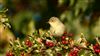 Photo of Willow Warbler at Ranvilles Lane, Hampshire. Taken by Mark Rolfe on 23rd August 2026.
