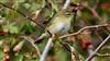 Photo of Willow Warbler at Ranvilles Lane, Hampshire. Taken by Mark Rolfe on 25th August 2026.