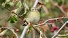 Photo of Willow Warbler at Ranvilles Lane, Hampshire. Taken by Mark Rolfe on 25th August 2026.