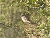 Photo of Redstart at Martin Down, Hampshire. Taken by Thomas Coldwell on 1st August 2026.